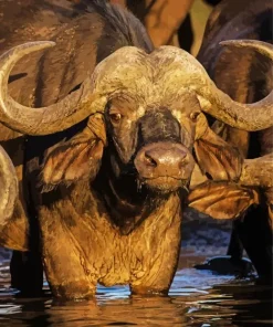 Long Horned Buffalo Diamond Painting