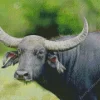 Long Horned Wild Water Buffalo Diamond Painting