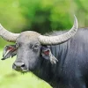 Long Horned Wild Water Buffalo Diamond Painting
