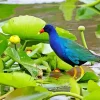 Lovely American Purple Gallinule Diamond Painting