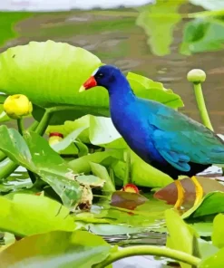 Lovely American Purple Gallinule Diamond Painting