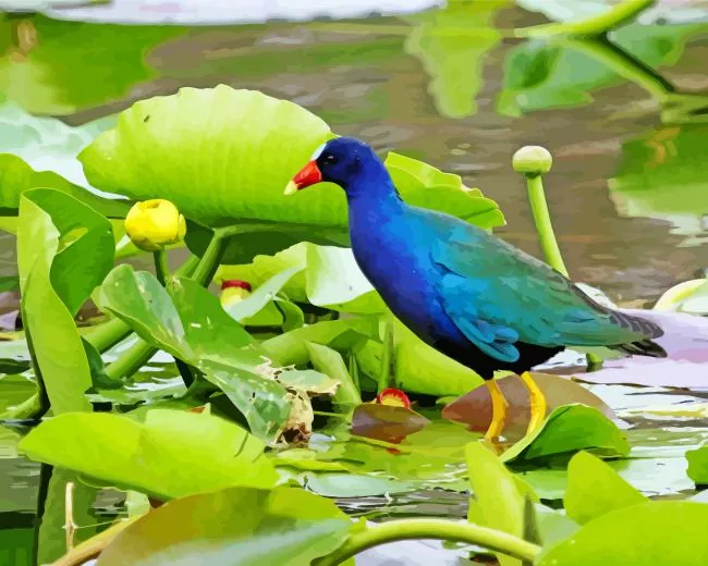 lovely American Purple Gallinule Diamond By Numbers Lovely American Purple Gallinule Diamond Painting