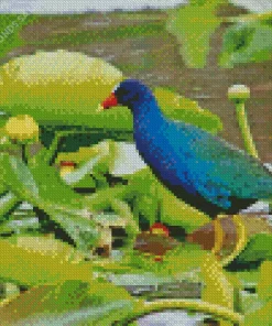Lovely American Purple Gallinule Diamond Painting