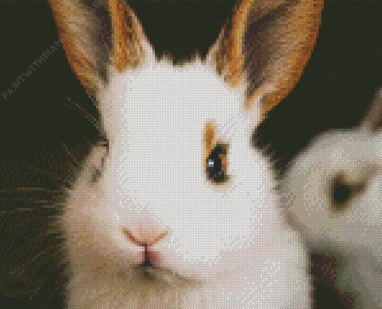 lovely Angora rabbit Diamond By Numbers