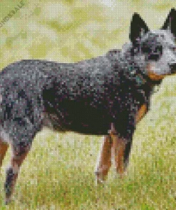 Lovely Australian Cattle Dog Diamond Painting