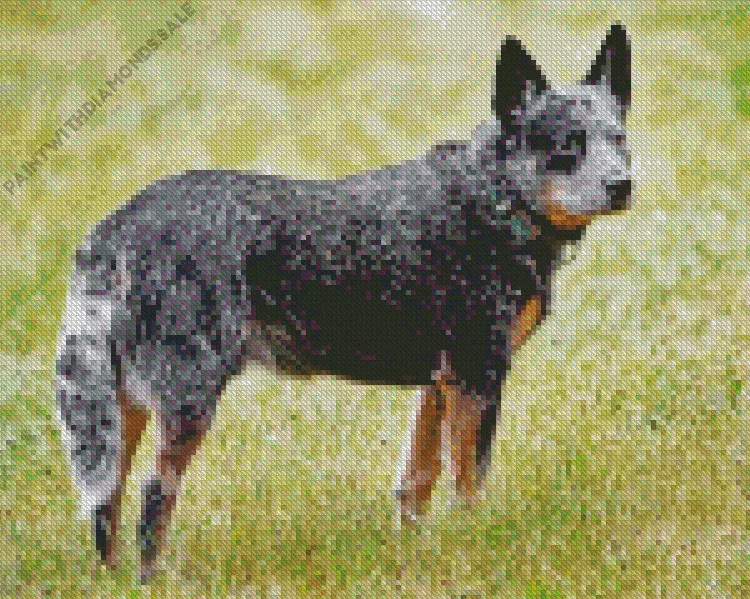 lovely Australian Cattle Dog Diamond Dotz Lovely Australian Cattle Dog Diamond Painting