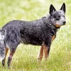 Lovely Australian Cattle Dog Diamond Painting