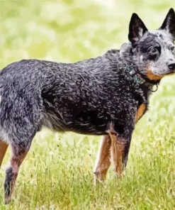 Lovely Australian Cattle Dog Diamond Painting