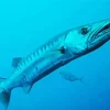 Lovely Barracuda Fish Diamond Painting