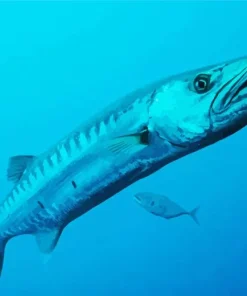 Lovely Barracuda Fish Diamond Painting