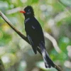 Lovely Black Bulbul Diamond Painting