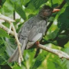 Lovely Black Bulbul Bird Diamond Painting