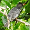 Lovely Black Bulbul Bird Diamond Painting