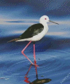 Lovely Black Necked Stilt Diamond Painting