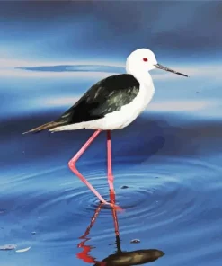 Lovely Black Necked Stilt Diamond Painting