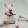 Lovely Bull Terrier Diamond Painting