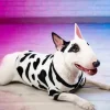 Lovely Bull Terrier Dog Diamond Painting