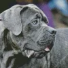 Lovely Cane Corso Diamond Painting