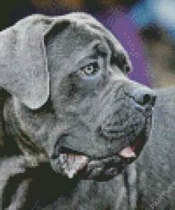 Lovely Cane Corso Diamond Painting