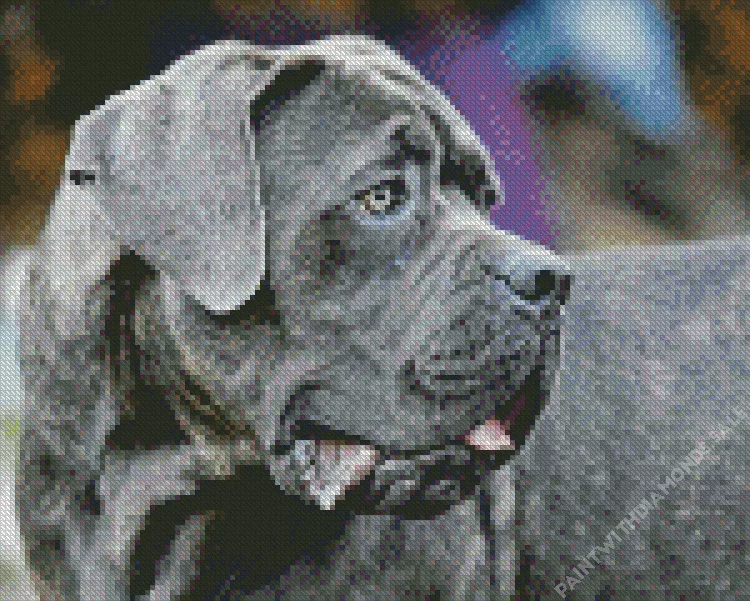 lovely Cane Corso Diamond Dotz Lovely Cane Corso Diamond Painting