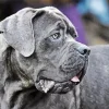 Lovely Cane Corso Diamond Painting