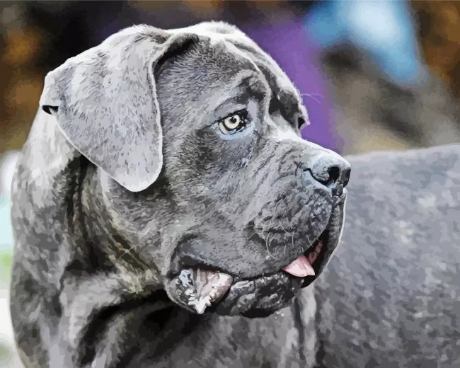 lovely Cane Corso Diamond Paintings Lovely Cane Corso Diamond Painting