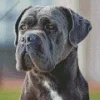 Lovely Cane Corso Dog Diamond Painting