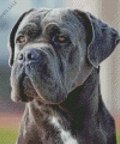 Lovely Cane Corso Dog Diamond Painting