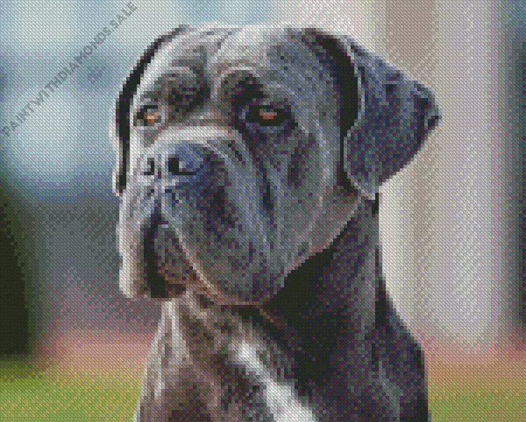 lovely Cane Corso dog Diamond Dotz Lovely Cane Corso Dog Diamond Painting