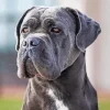 Lovely Cane Corso Dog Diamond Painting