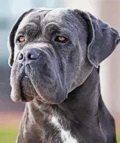 Lovely Cane Corso Dog Diamond Painting