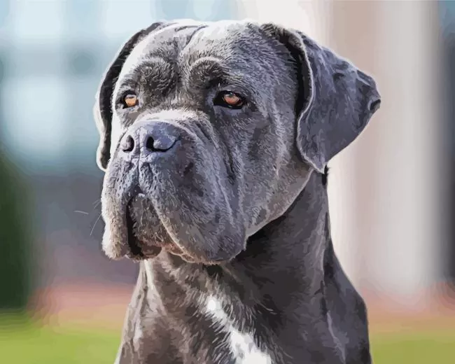 lovely Cane Corso dog Diamond Paintings Lovely Cane Corso Dog Diamond Painting
