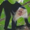 Lovely Capuchin Monkey Diamond Painting