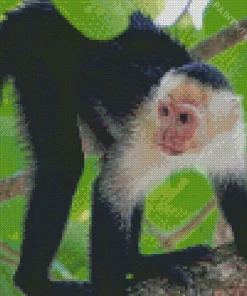 Lovely Capuchin Monkey Diamond Painting