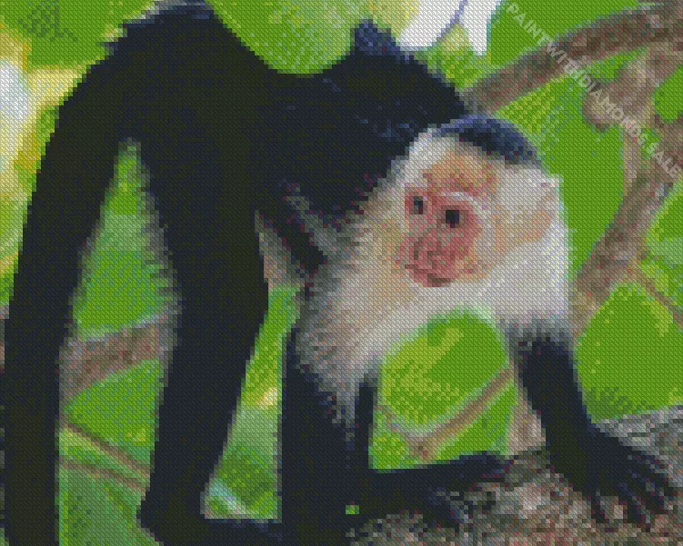 lovely Capuchin Monkey Diamond By Numbers Lovely Capuchin Monkey Diamond Painting