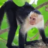 Lovely Capuchin Monkey Diamond Painting