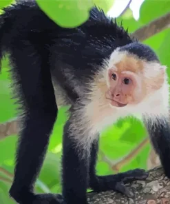 Lovely Capuchin Monkey Diamond Painting