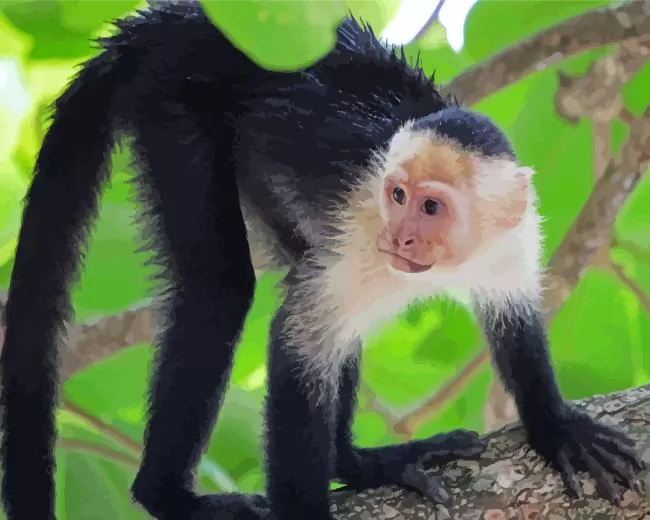 lovely Capuchin Monkey Diamond Paintings Lovely Capuchin Monkey Diamond Painting