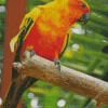 Lovely Conure Bird Diamond Painting