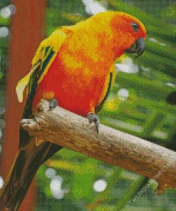 Lovely Conure Bird Diamond Painting