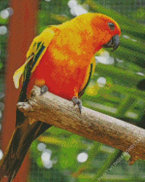 lovely Conure Bird Diamond By Numbers Lovely Conure Bird Diamond Painting