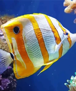 Lovely Copperband Butterflyfish Diamond Painting