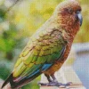 Lovely Kea Bird Diamond Painting