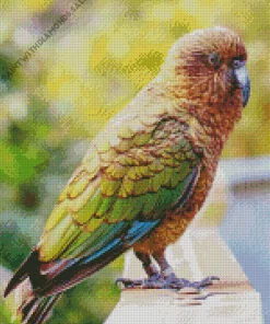 Lovely Kea Bird Diamond Painting