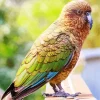 Lovely Kea Bird Diamond Painting