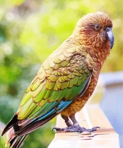 Lovely Kea Bird Diamond Painting