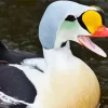 Lovely King Eider Diamond Painting