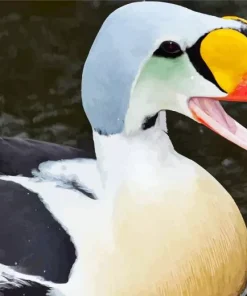 Lovely King Eider Diamond Painting