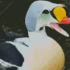 Lovely King Eider Diamond Painting
