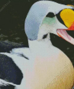 Lovely King Eider Diamond Painting